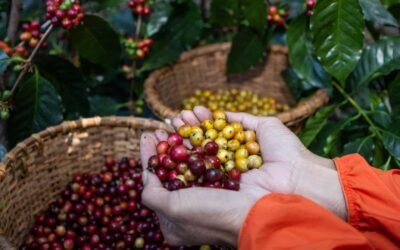 Café Catuai: la joya de los cafetales latinoamericanos