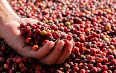 Café de Colombia: descubre el sabor auténtico y único