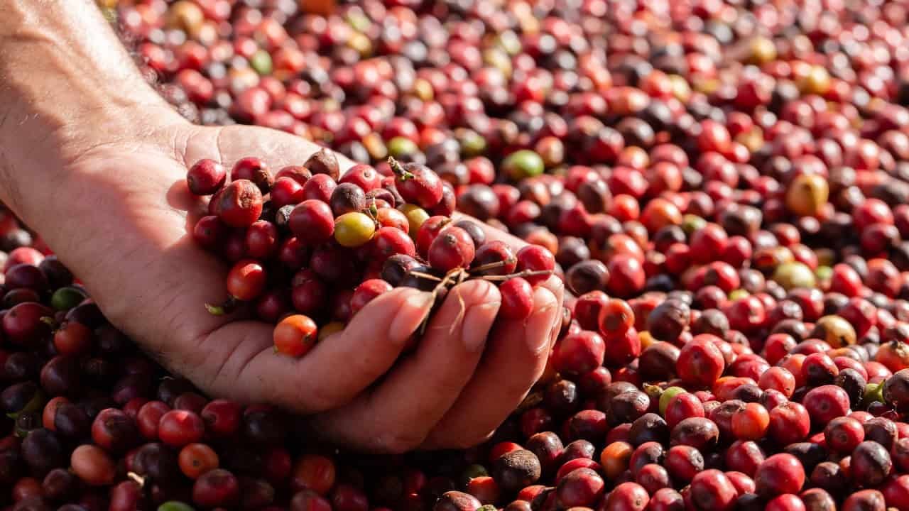 Café de Colombia