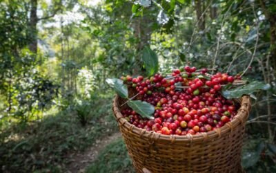 Descubre el café de Costa Rica: una guía completa
