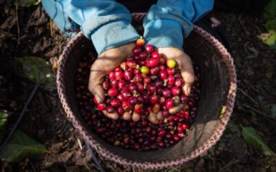 Café de Guatemala: aroma único y tradición