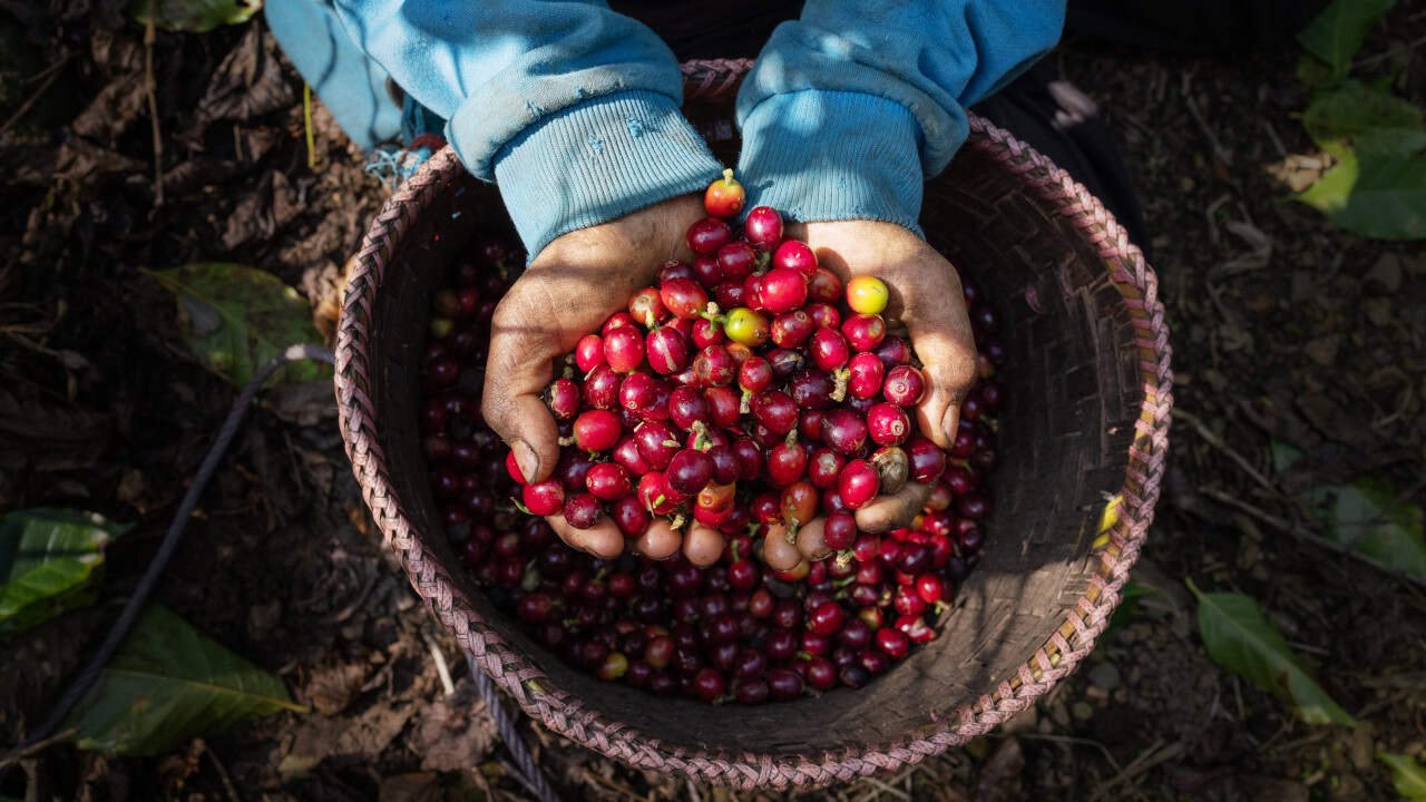 Café de Guatemala