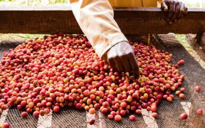 Descubre el café de Kenia: aroma y sabor únicos