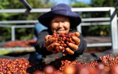 Descubre el café de Perú: sabor único y aroma intenso