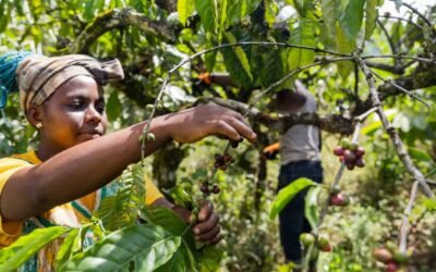 El café de Uganda que no conocías: descubre los sabores secretos