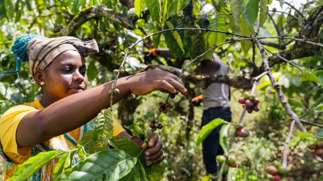 Café de Uganda