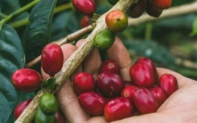 Café Pacamara: La variedad gigante de centroamérica